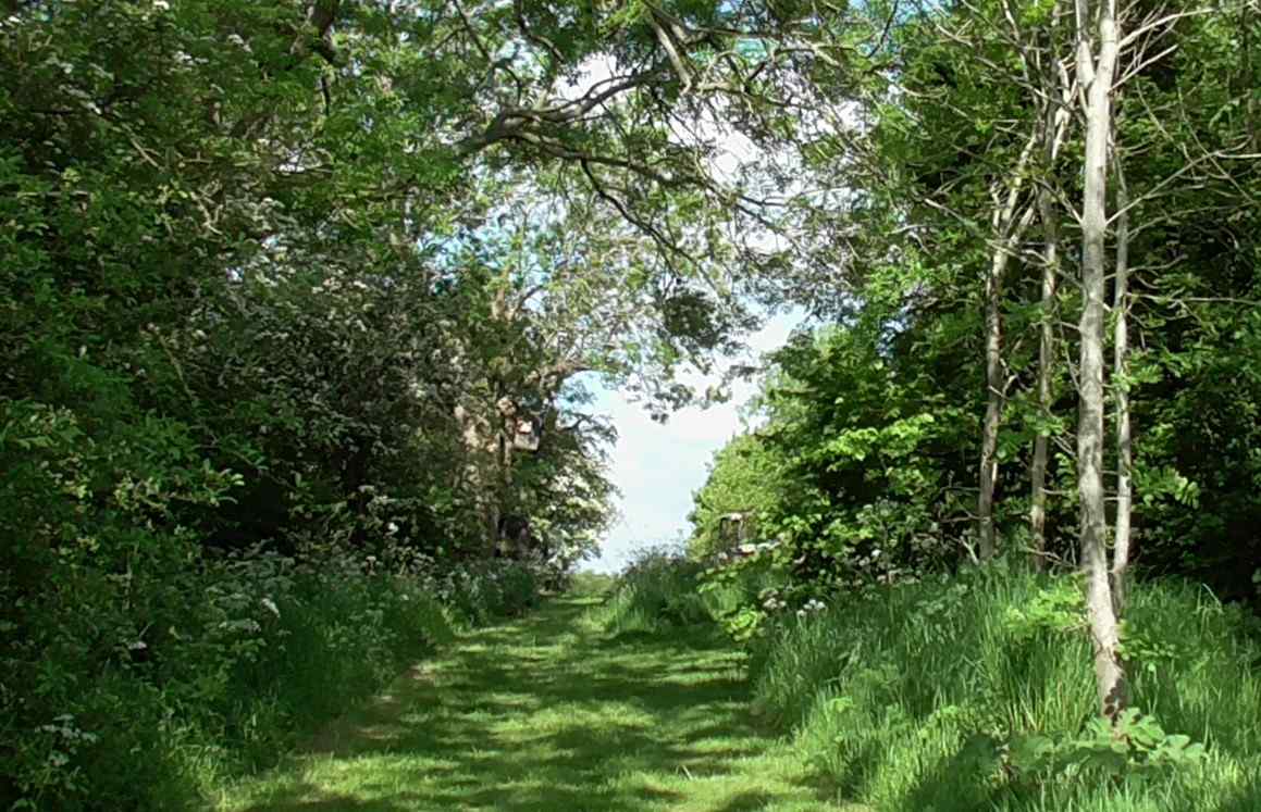 View of a wooded area of Tean Valley Meadow Nature Reserve